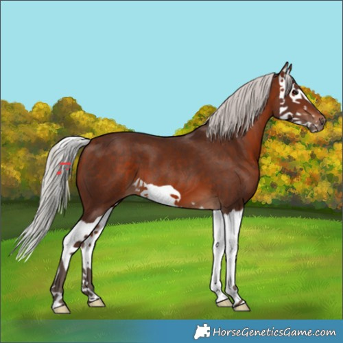 Horse Color:Silver Brown Splash 