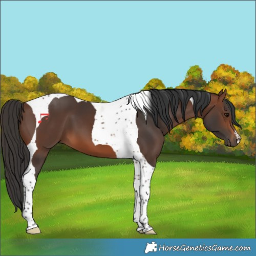 Horse Color:Brown Tobiano 