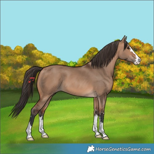 Horse Color:Bay Dun 