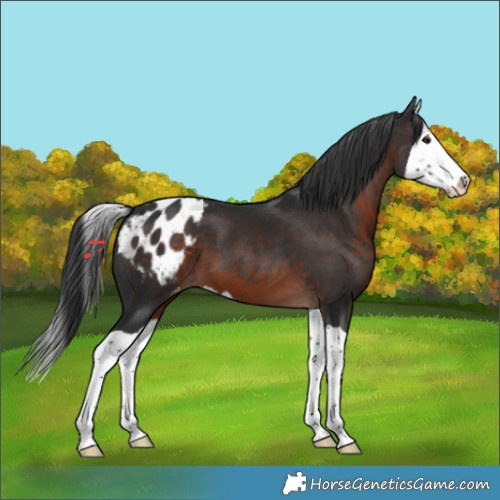 Horse Color:Brown Splash Blanket 