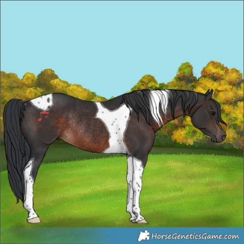 Horse Color:Brown Tobiano Rabicano