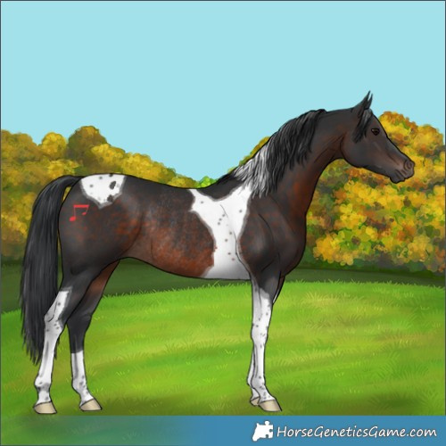 Horse Color:Brown Tobiano Rabicano