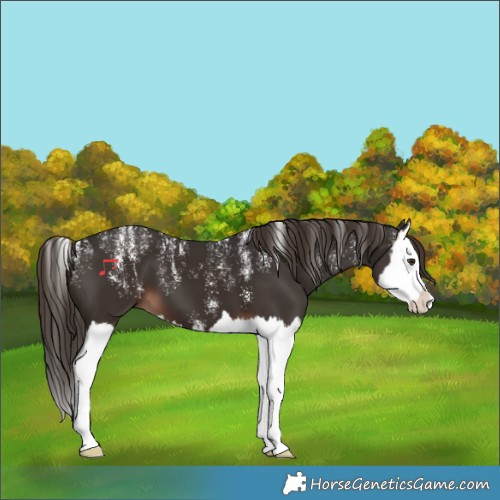 Horse Color:Powder White Liver Chestnut Splash 