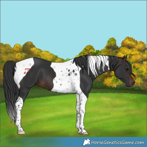 Horse Color:Brown Tobiano