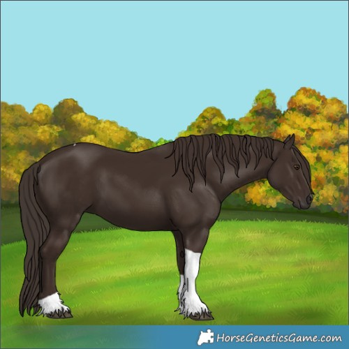 Horse Color:Liver Chestnut Tobiano 