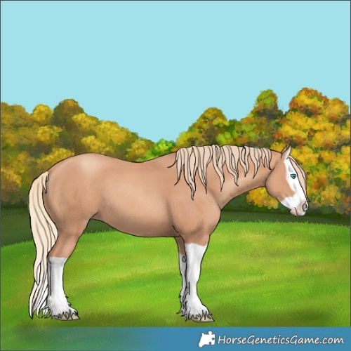Horse Color:Gold Champagne Splash 