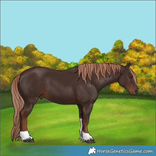 Horse Color:Liver Chestnut Tobiano