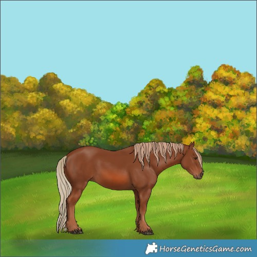 Horse Color:Chestnut 