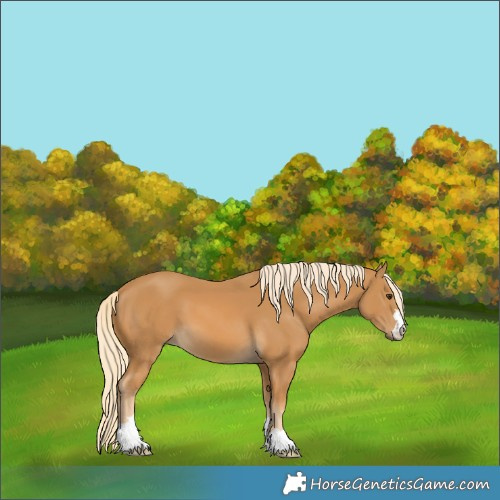 Horse Color:Palomino 