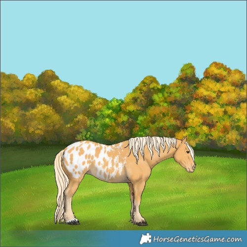Horse Color:Palomino Blanket 