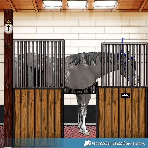 Horse Color:Powder White Grullo 