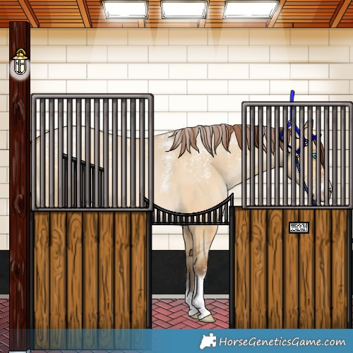 Horse Color:Powder White Gray Buckskin Pearl Dun 