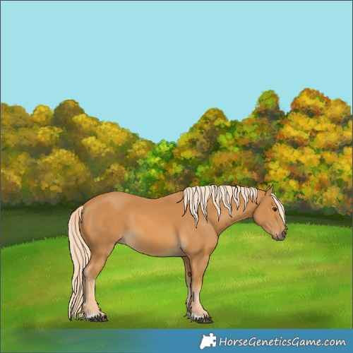 Horse Color:Palomino 
