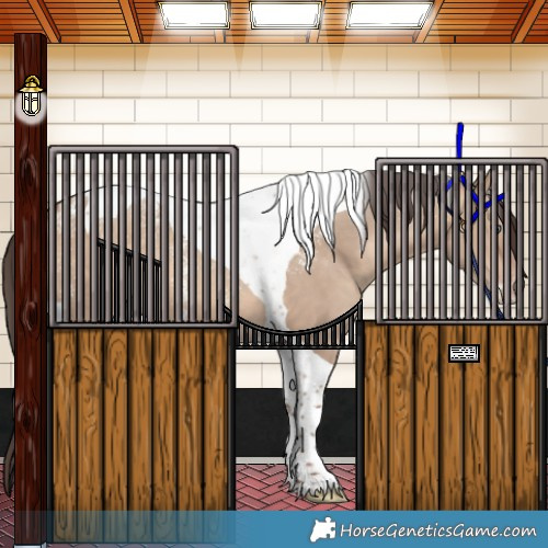 Horse Color:Powder White Sable Champagne Dun Tobiano 