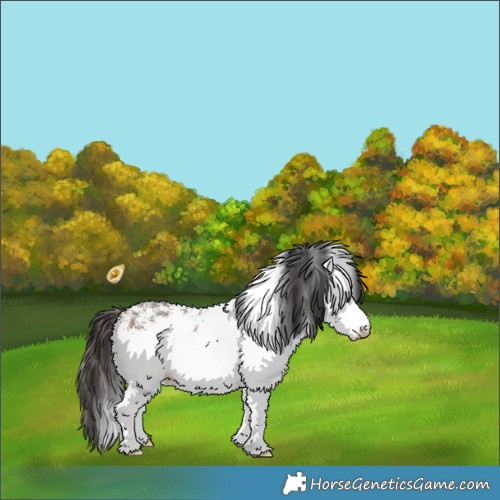 Horse Color:White Spotted Bay 
