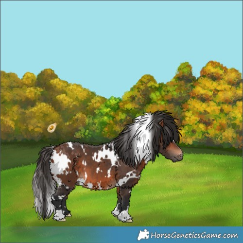 Horse Color:White Spotted Bay 