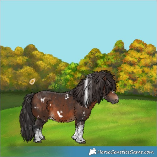 Horse Color:White Spotted Brown 