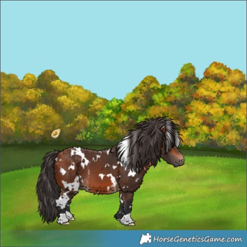 Horse Color:White Spotted Bay 