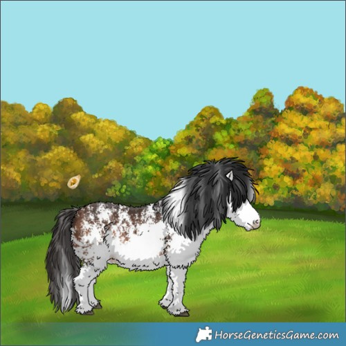 Horse Color:White Spotted Brown 