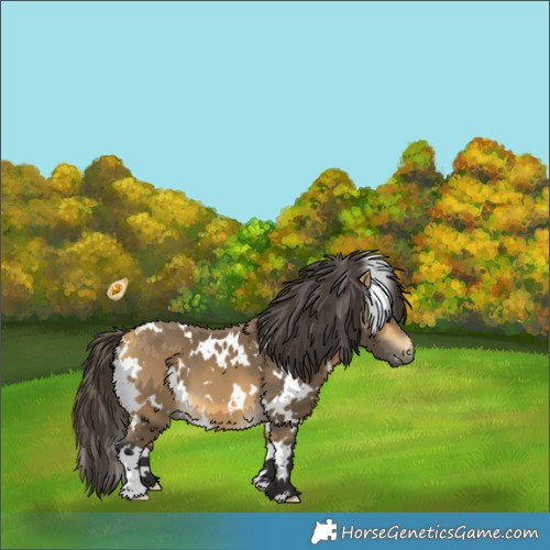 Horse Color:White Spotted Buckskin 