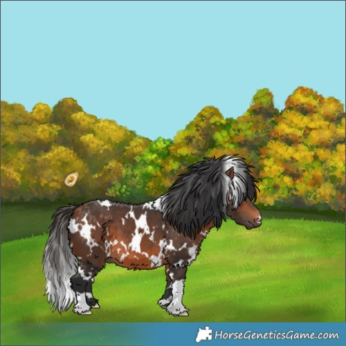 Horse Color:White Spotted Bay