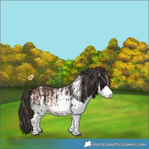 Horse Color:White Spotted Bay 