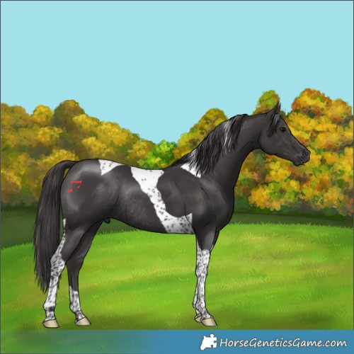 Horse Color:Smoky Black Tobiano Rabicano 
