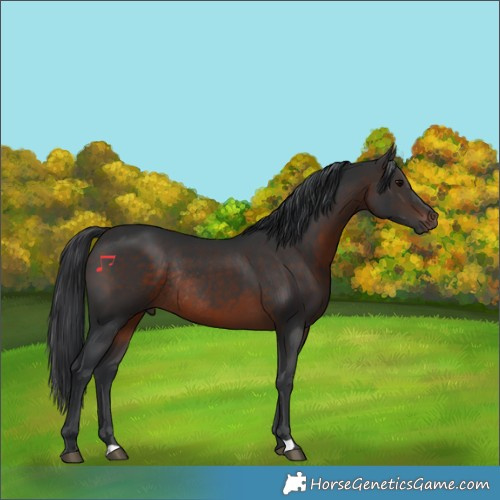 Horse Color:Brown Rabicano