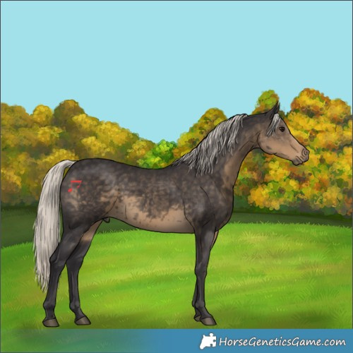 Horse Color:Silver Smoky Black 