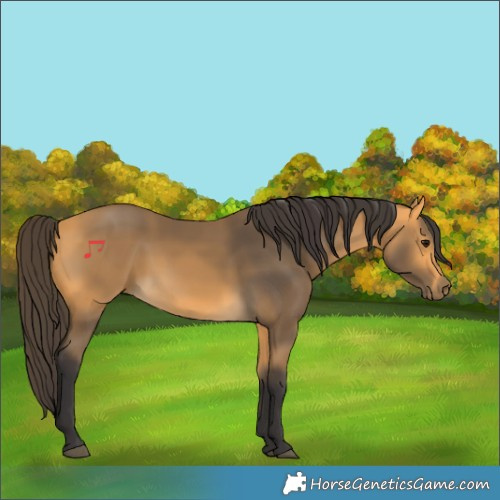 Horse Color:Buckskin 