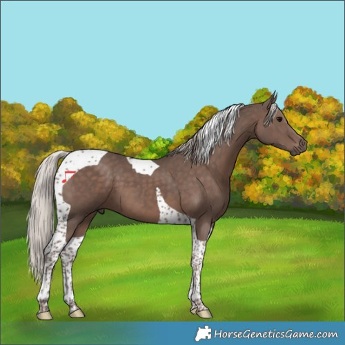 Horse Color:Silver Black Tobiano 