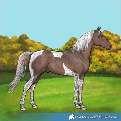 Horse Color:Silver Black Tobiano 