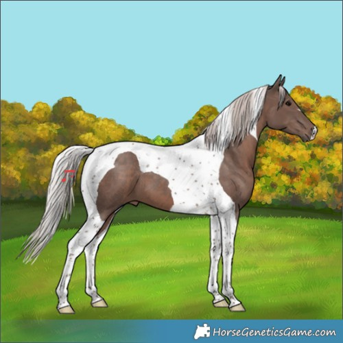 Horse Color:Silver Black Tobiano 