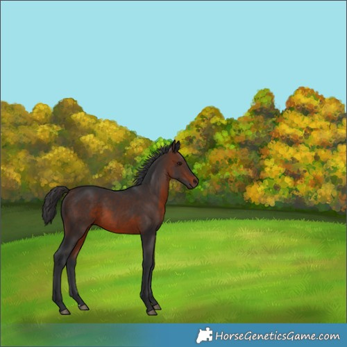 Horse Color:Brown 