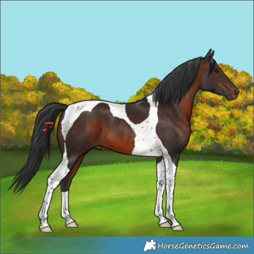 Horse Color:Brown Tobiano 