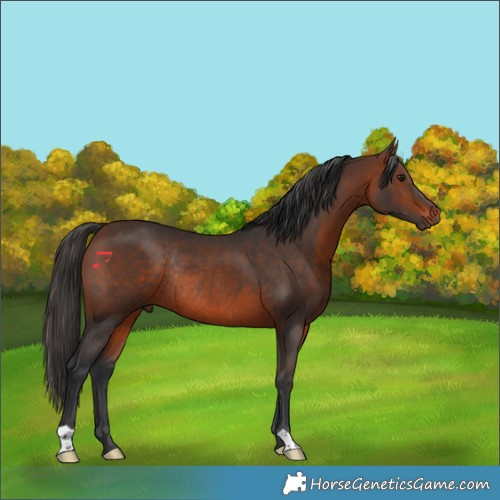 Horse Color:Brown Rabicano