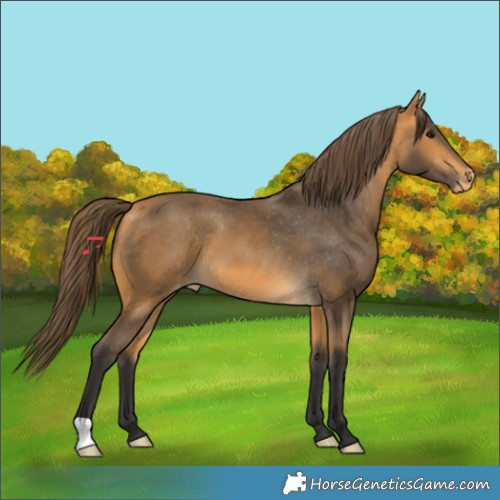 Horse Color:Buckskin Appaloosa 