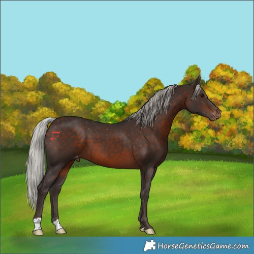 Horse Color:Silver Brown Appaloosa