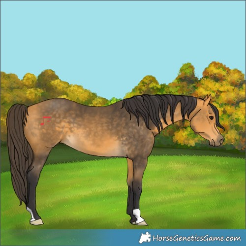 Horse Color:Buckskin