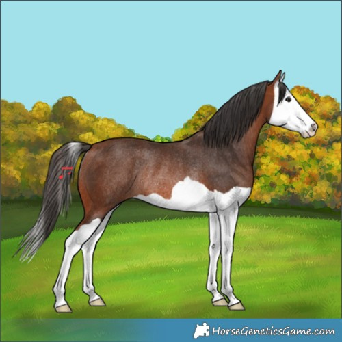 Horse Color:Bay Splash Rabicano 