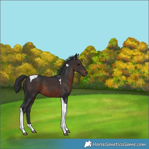Horse Color:Brown Tobiano 