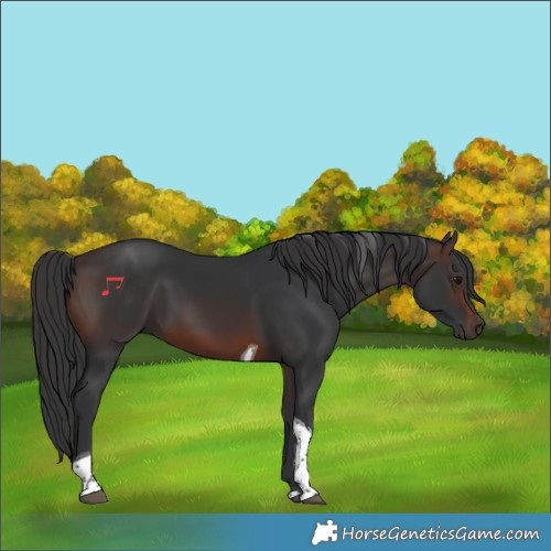 Horse Color:Brown Tobiano 