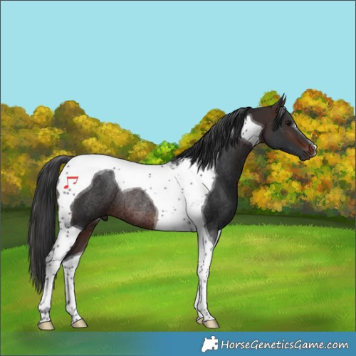 Horse Color:Brown Tobiano Rabicano 