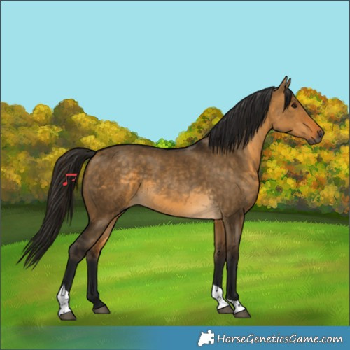 Horse Color:Gray Buckskin Dun Tobiano
