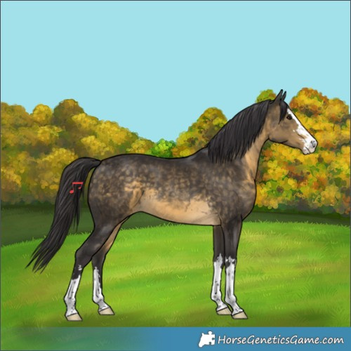 Horse Color:Buckskin 