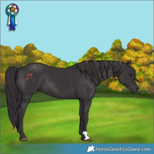 Horse Color:Smoky Black 