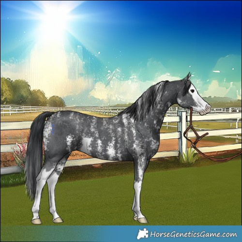Horse Color:Powder White Black Sabino Splash