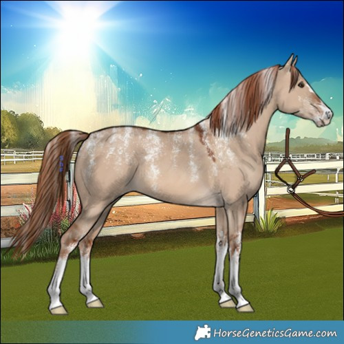 Horse Color:Powder White Red Dun