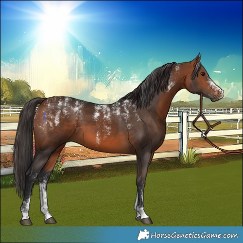 Horse Color:Powder White Bay