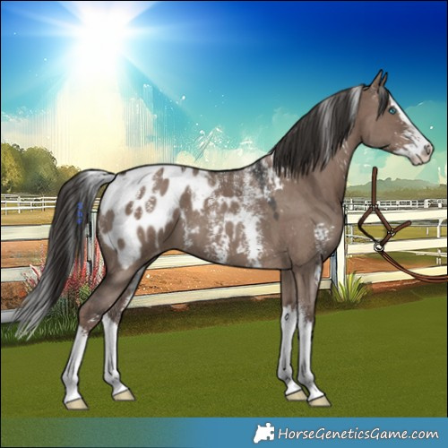 Horse Color:Powder White Liver Red Dun Sabino Splash Appaloosa 